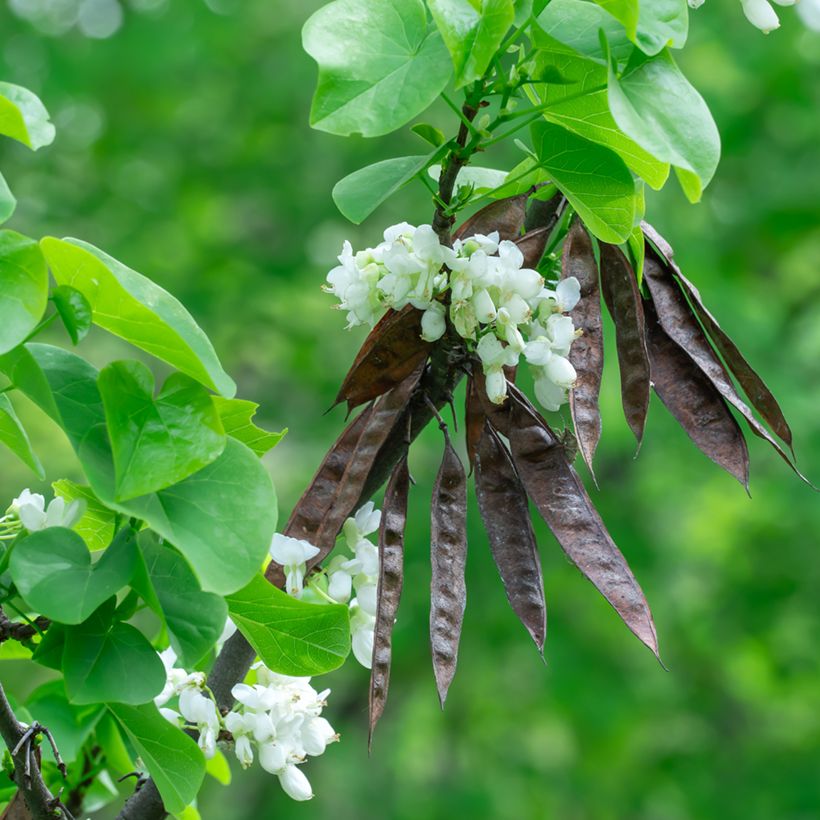 Chinesischer Judasbaum Shirobana - Cercis chinensis (Harvest)