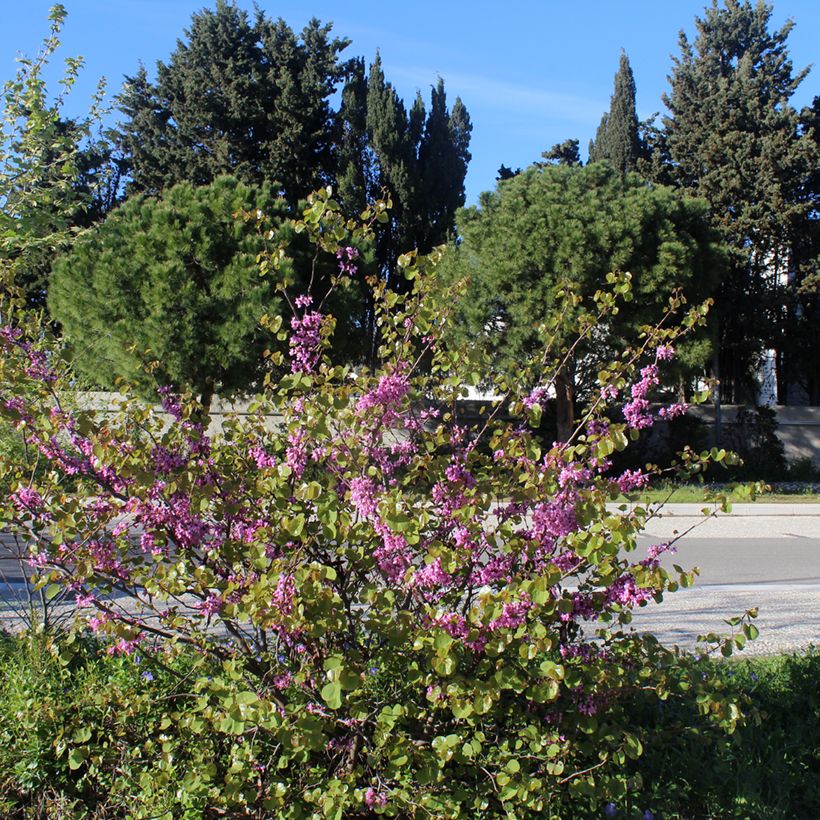 Judasbaum - Cercis siliquastrum (Plant habit)