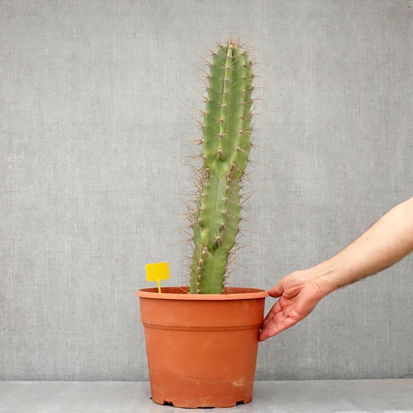 Example of Säulenkaktus - Cereus peruvianus Topf mit 12L/15L as you get in automne