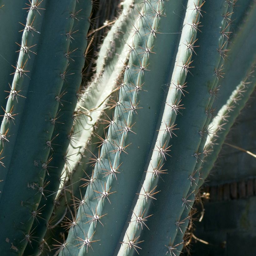 Säulenkaktus - Cereus peruvianus (Foliage)