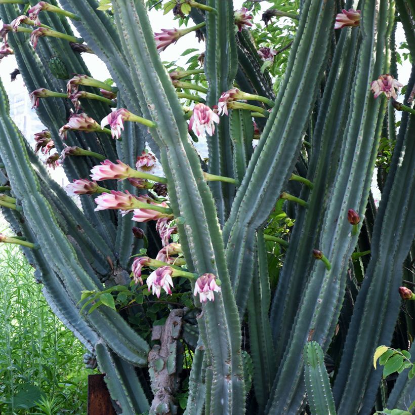 Säulenkaktus - Cereus peruvianus (Flowering)