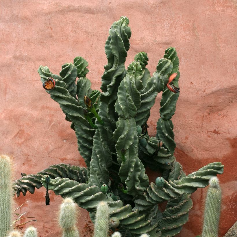 Cereus forbesii Spiralis - Säulenkaktus (Hafen)
