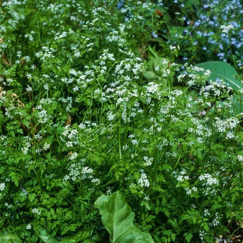 Garten-Kerbel Bio - Ferme de Sainte Marthe - Anthriscus cerefolium (Plant habit)