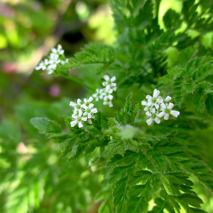 Garten-Kerbel - Vilmorin - Anthriscus cerefolium (Flowering)