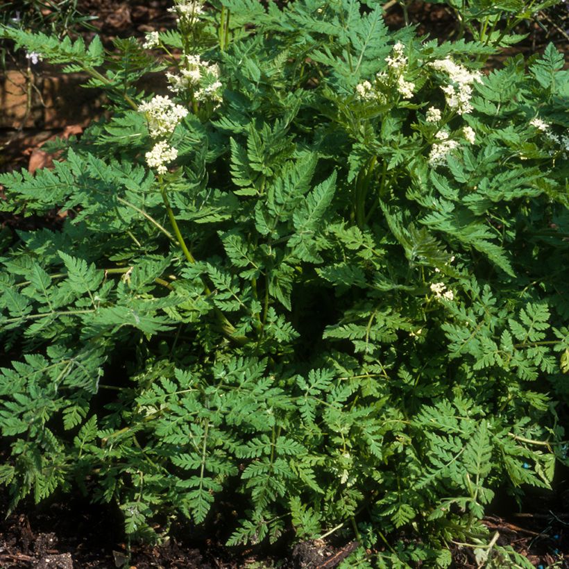 Garten-Kerbel - Anthriscus cerefolium (Plant habit)