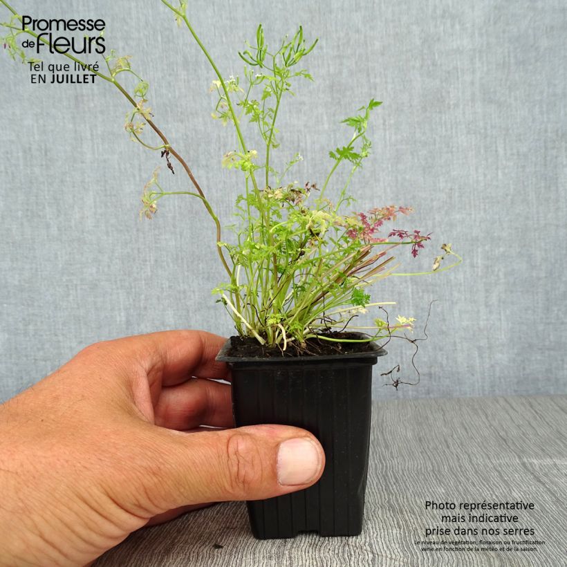 Example of Garten-Kerbel Pflanzen - Anthriscus cerefolium Kleine Töpfe von 7/8 cm as you get in ete
