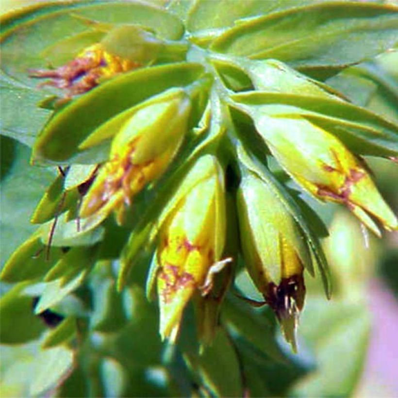 Cerinthe glabra - Alpen-Wachsblume (Flowering)
