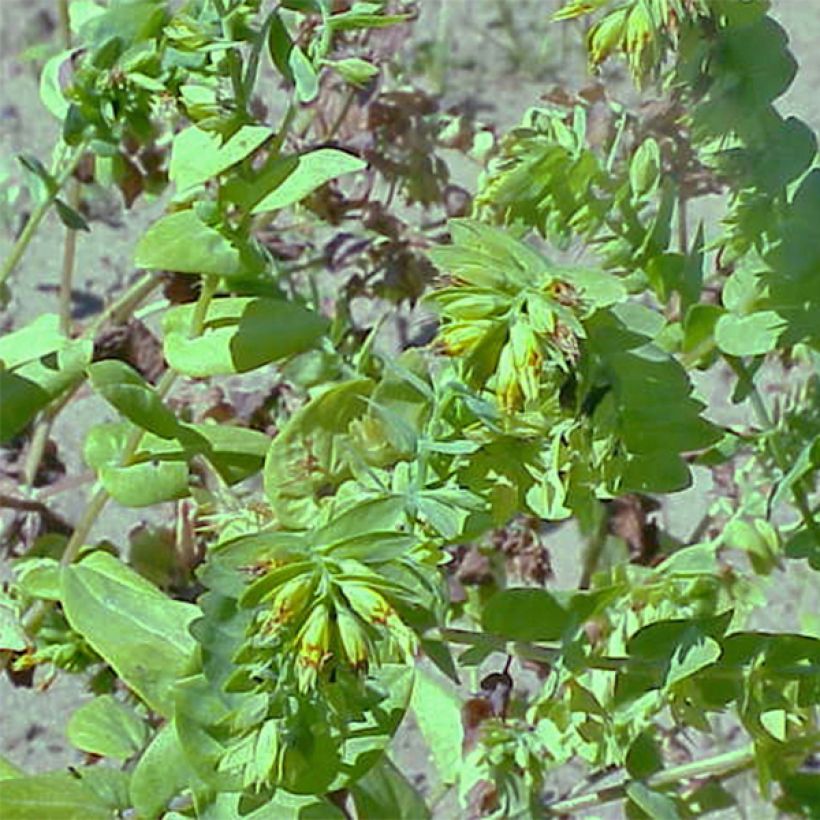 Cerinthe glabra - Alpen-Wachsblume (Plant habit)