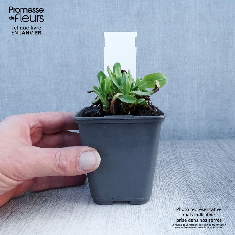 Exemplar von Cerinthe glabra - Alpen-Wachsblume Kleine Töpfe von 8/9 cm wie im Winter geliefert