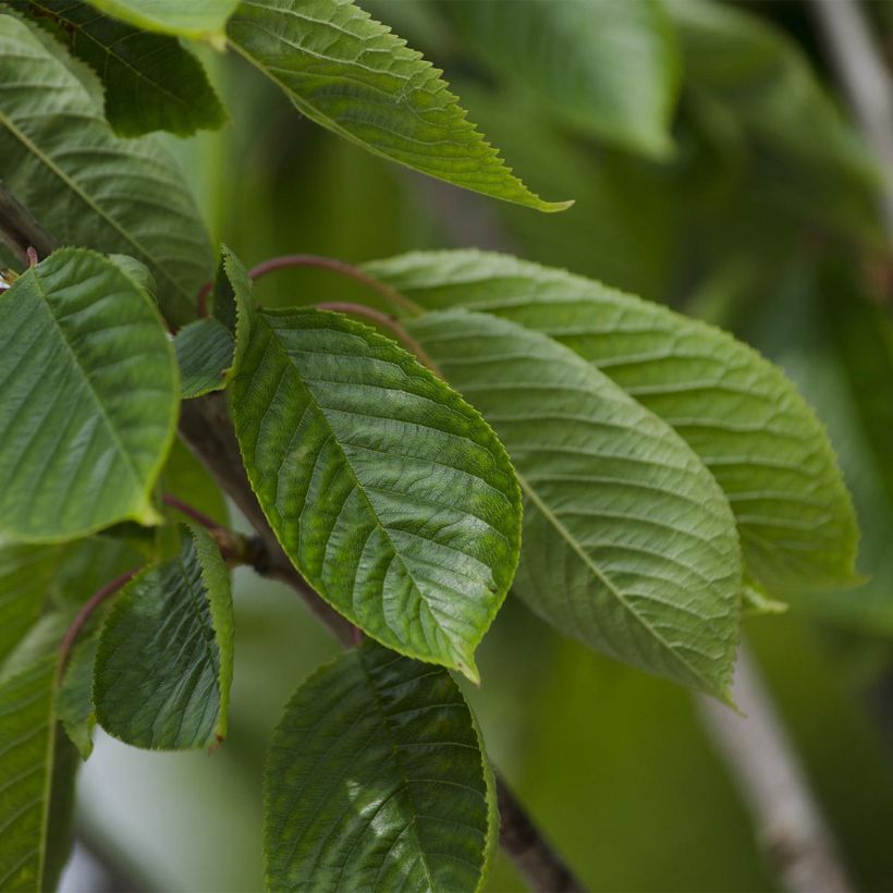 Süßkirsche Burlat - Prunus avium (Foliage)