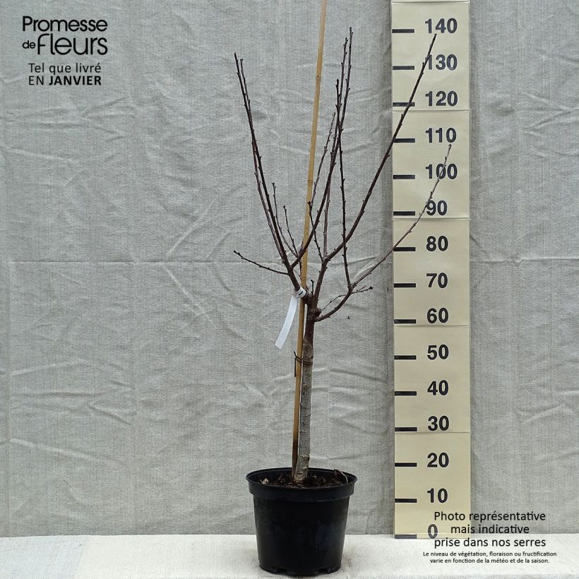 Exemplar von Sauerkirsche Anglaise Hâtive - Prunus cerasus Topf mit 7,5L/10L, Gobelet-Form wie im Winter geliefert