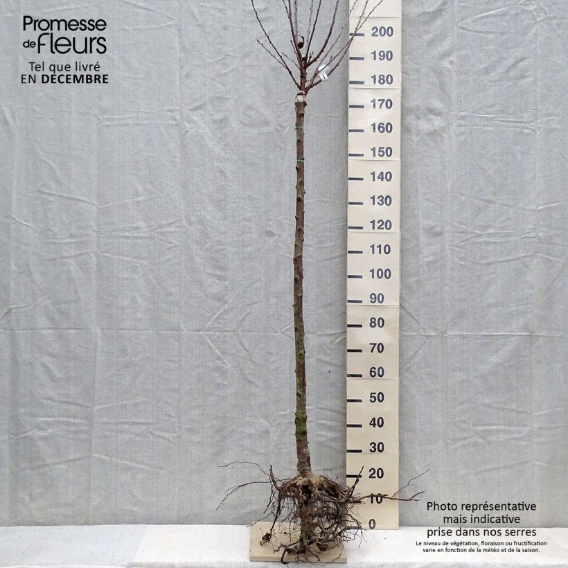 Example of Sauerkirsche Anglaise Hâtive - Prunus cerasus Wurzelnackt, Gobelet-Form as you get in hiver