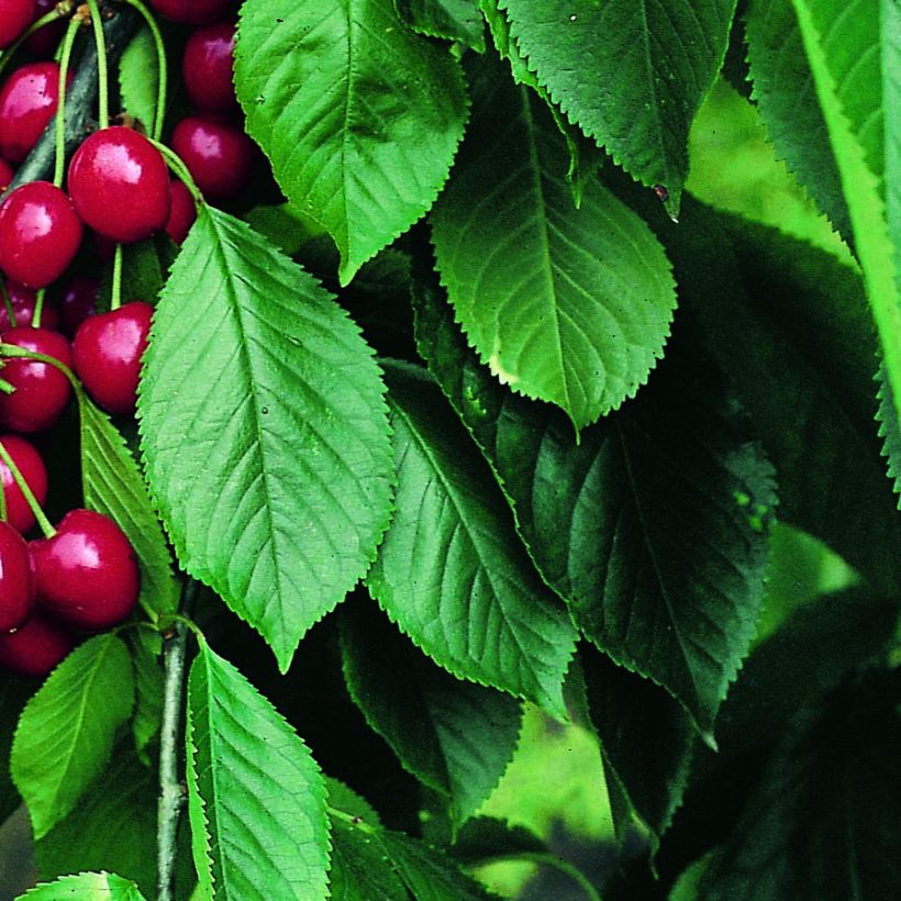 Sauerkirsche Belle Magnifique - Prunus cerasus (Foliage)