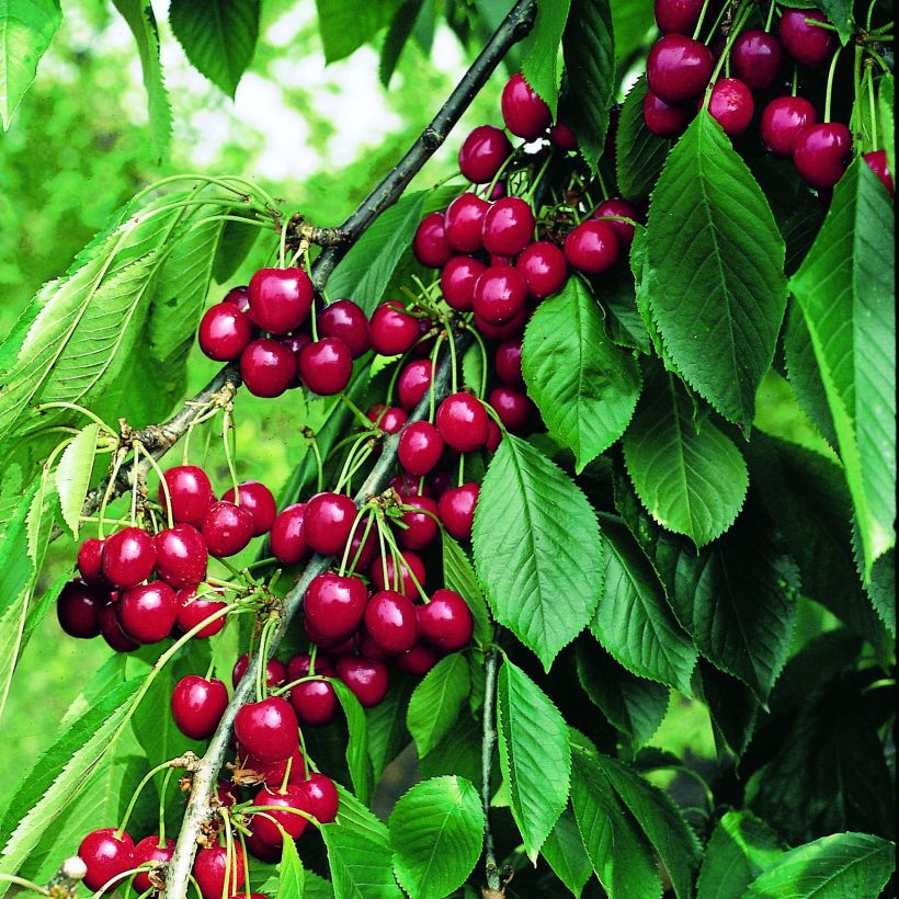 Sauerkirsche Belle Magnifique - Prunus cerasus (Harvest)