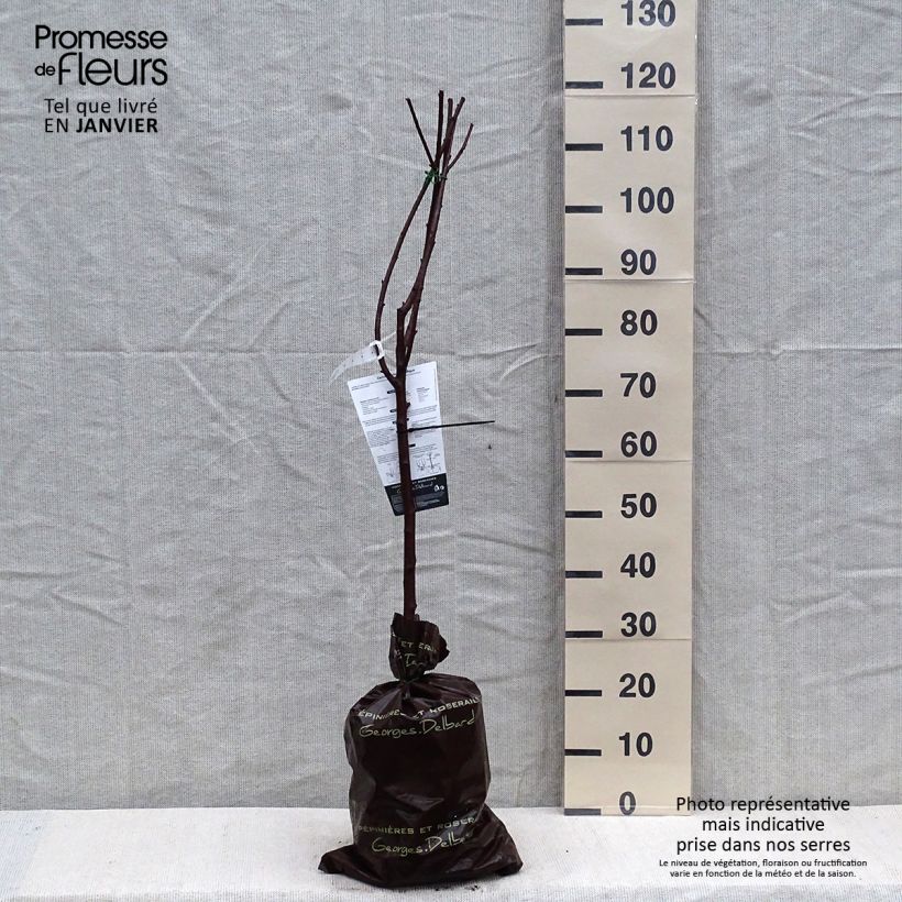 Example of Sauerkirsche Belle Magnifique - Prunus cerasus Plug "Fertig-zum-Pflanzen", Gobelet-Form as you get in hiver
