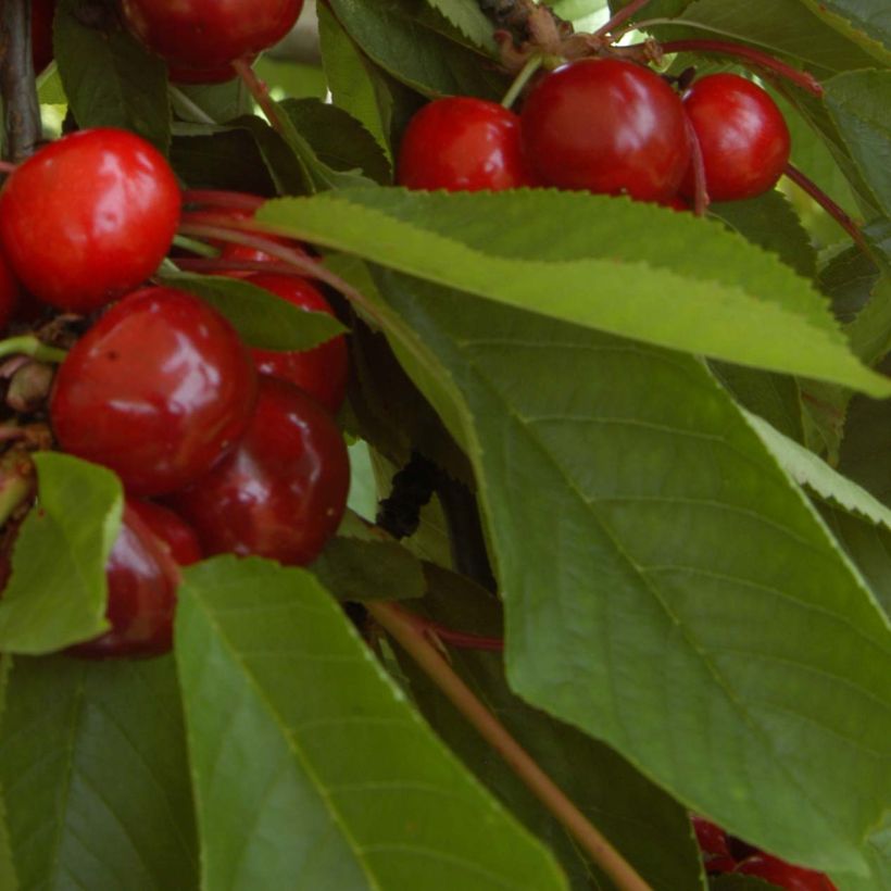 Süßkirsche Bigalise 'enjidel' - Prunus avium (Foliage)