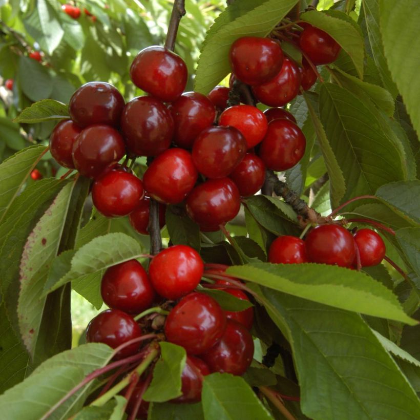 Süßkirsche Bigalise 'enjidel' - Prunus avium (Harvest)