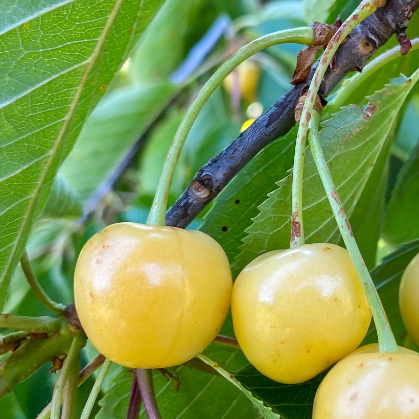 Süßkirsche Blanc Bio - Prunus avium (Harvest)
