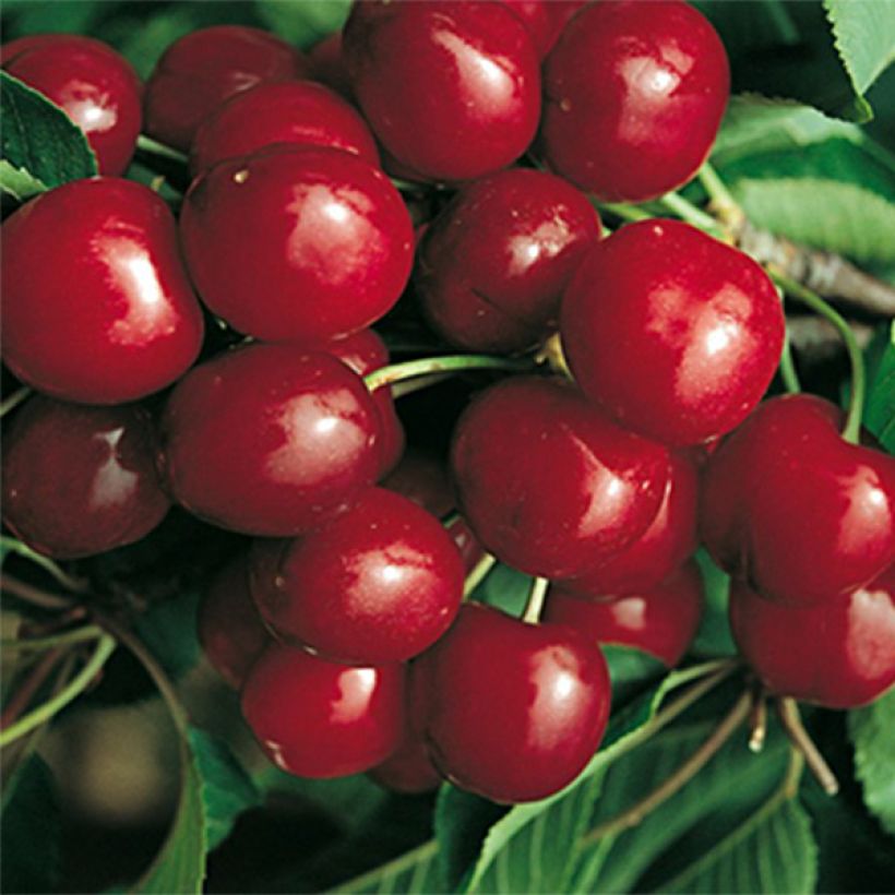 Süßkirsche Canada Giant - Prunus avium (Harvest)