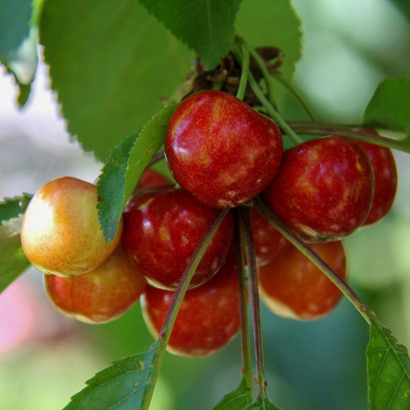 Süßkirsche Coeur de Pigeon - Prunus avium (Harvest)