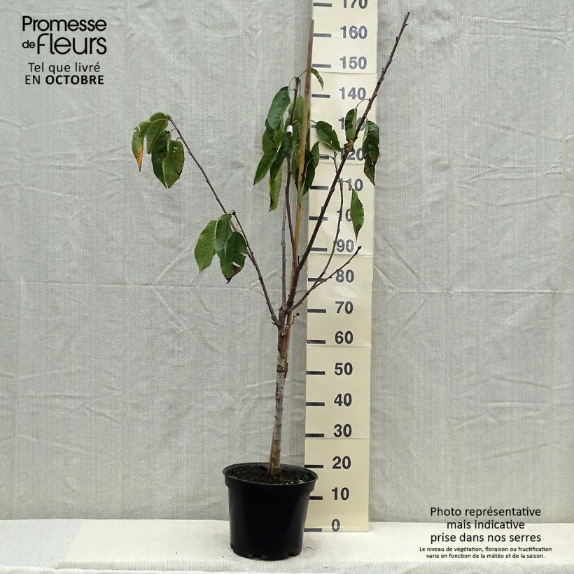 Example of Süßkirsche Coeur de Pigeon - Prunus avium Topf mit 7,5L/10L, Gobelet-Form as you get in automne