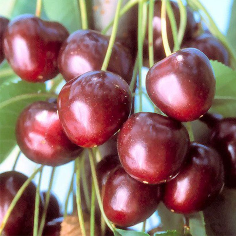 Süßkirsche Early van Compact - Prunus avium (Harvest)