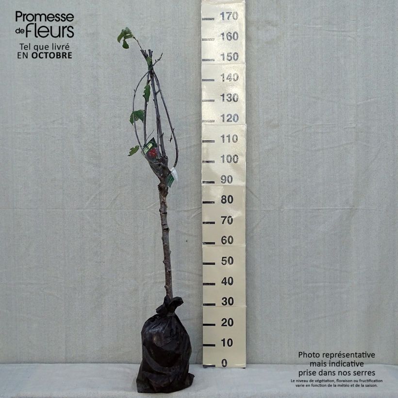 Example of Süßkirsche hâtif Delbard 'Rivedel' - Prunus avium Plug "Fertig-zum-Pflanzen", Gobelet-Form as you get in automne