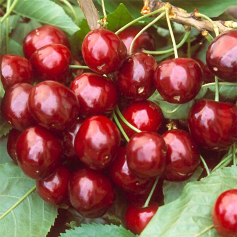 Süßkirsche Hedelfingen - Prunus avium (Harvest)