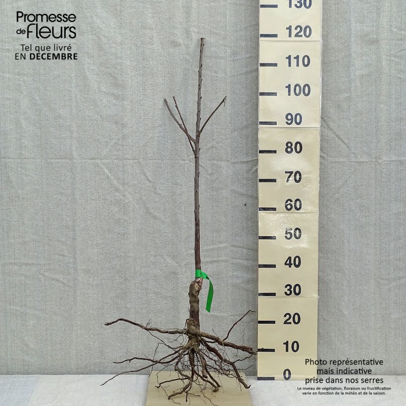 Example of Süßkirsche Hedelfingen - Prunus avium Wurzelnackt, Heister as you get in hiver
