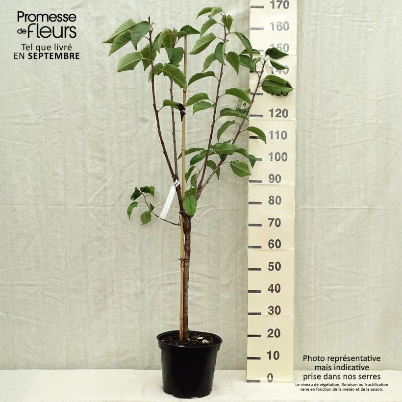 Example of Süßkirsche Hedelfingen - Prunus avium Topf mit 7,5L/10L, Gobelet-Form as you get in automne