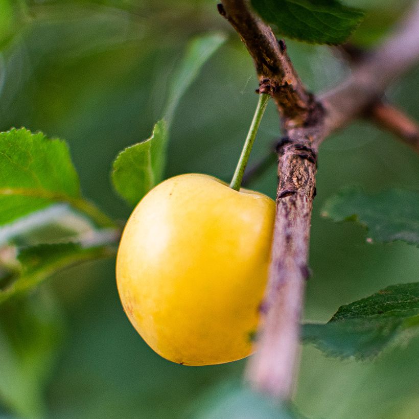 Süßkirsche Jaune de Missens Bio - Prunus avium (Harvest)