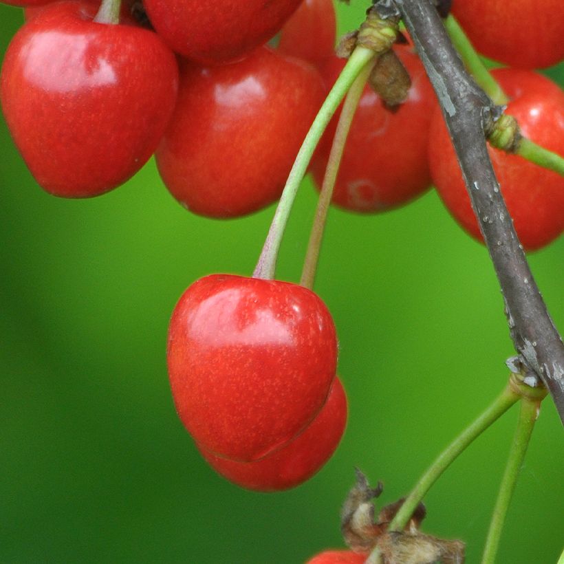 Süßkirsche Lapins - Prunus avium (Harvest)