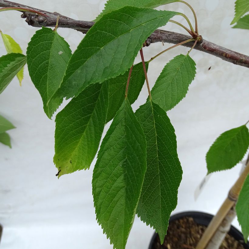 Süßkirsche Marmotte - Prunus avium (Foliage)