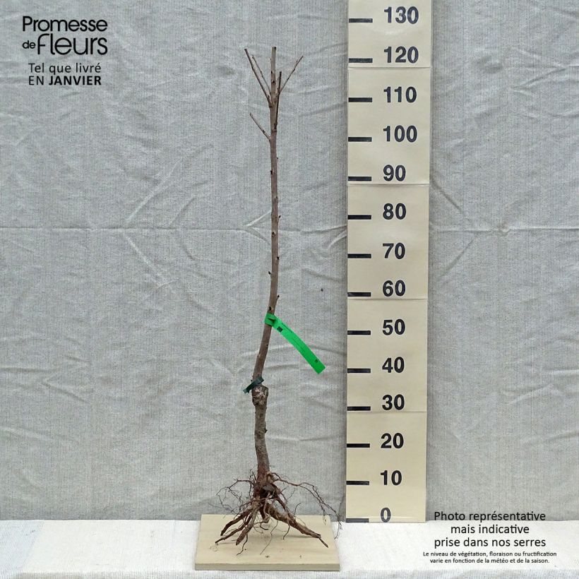 Example of Süßkirsche Marmotte Bio - Prunus avium Wurzelnackt, Heister as you get in hiver