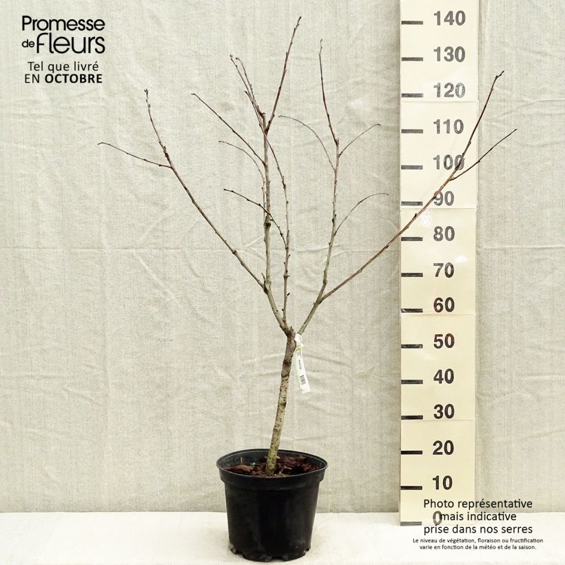 Example of Süßkirsche Marmotte - Prunus avium Topf mit 7,5L/10L, Gobelet-Form as you get in automne