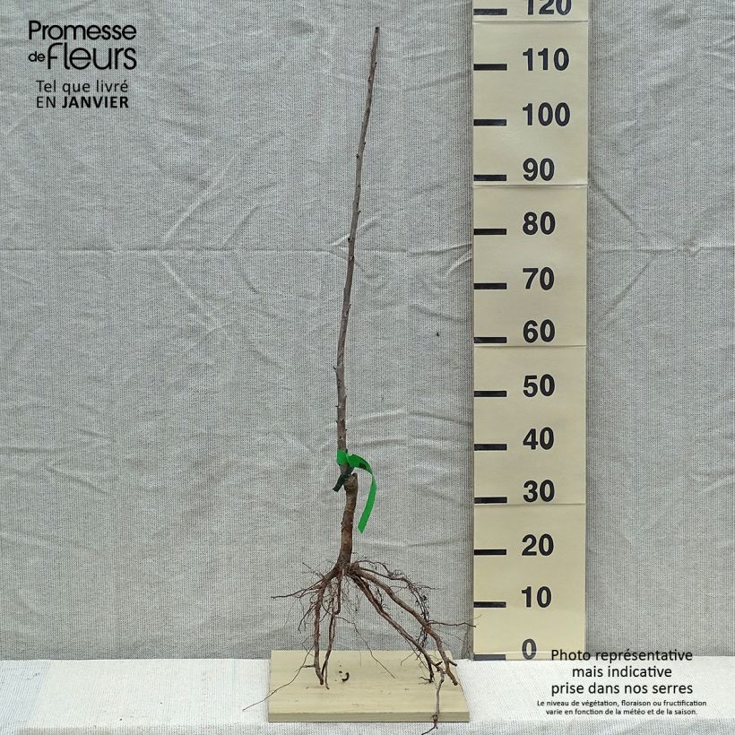 Example of Süßkirsche Moreau Bio - Prunus avium Wurzelnackt, Heister as you get in hiver