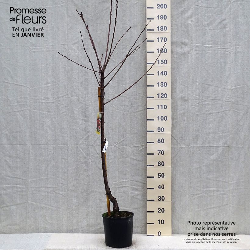 Exemplar von Süßkirsche Moreau - Prunus avium Topf mit 7,5L/10L, Halbstamm wie im Winter geliefert