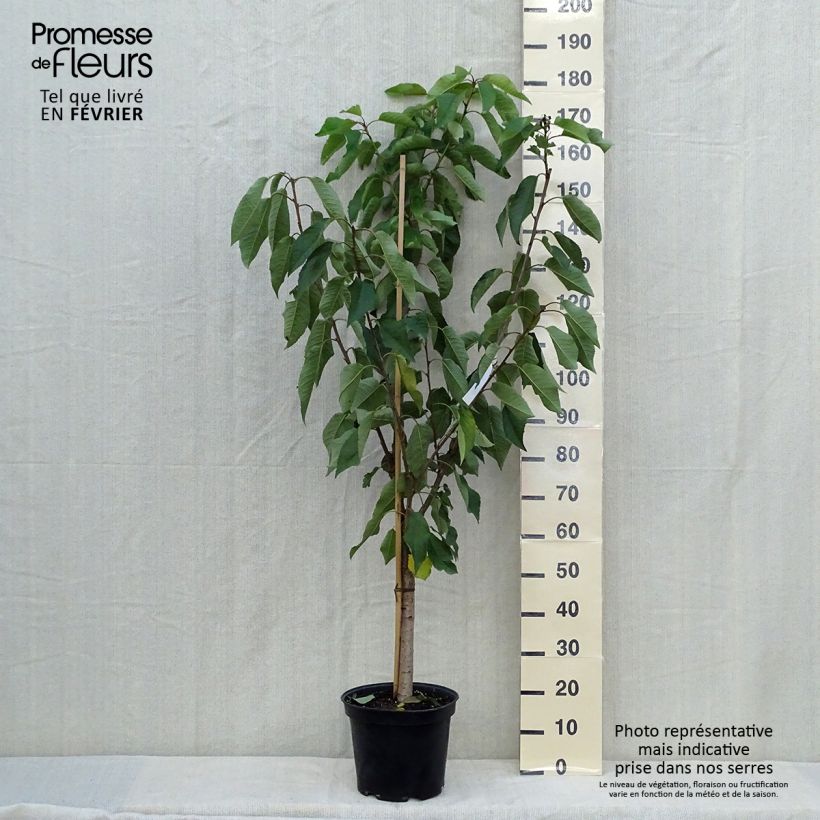 Example of Süßkirsche Moreau - Prunus avium Topf mit 7,5L/10L, Gobelet-Form as you get in automne
