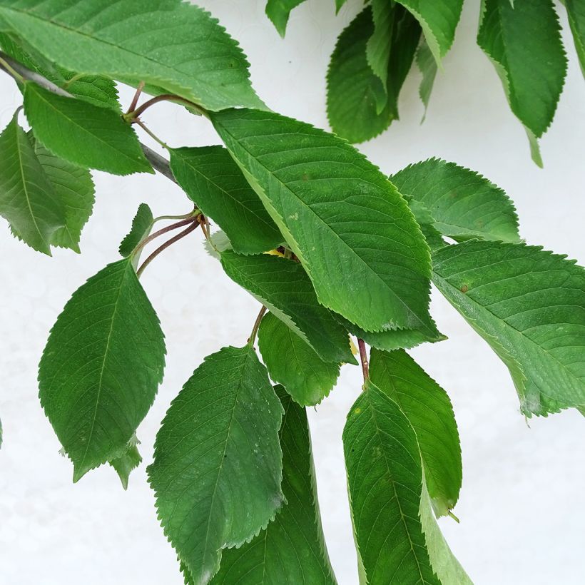Süßkirsche Napoléon - Prunus avium (Foliage)