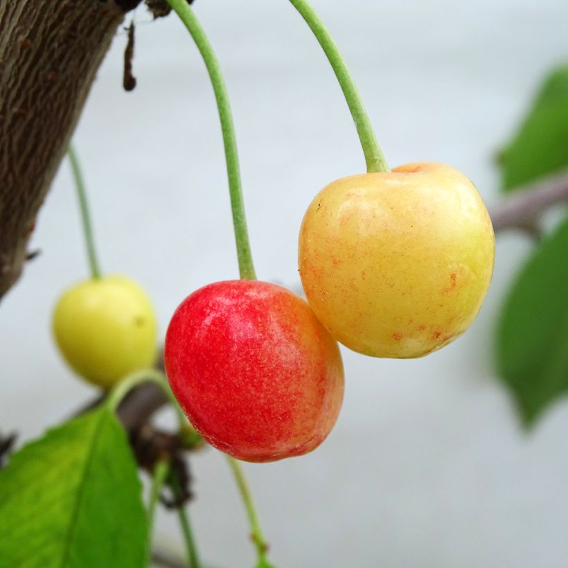 Süßkirsche Napoléon - Prunus avium (Harvest)