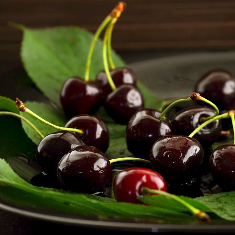 Süßkirsche Noir - Prunus avium (Harvest)