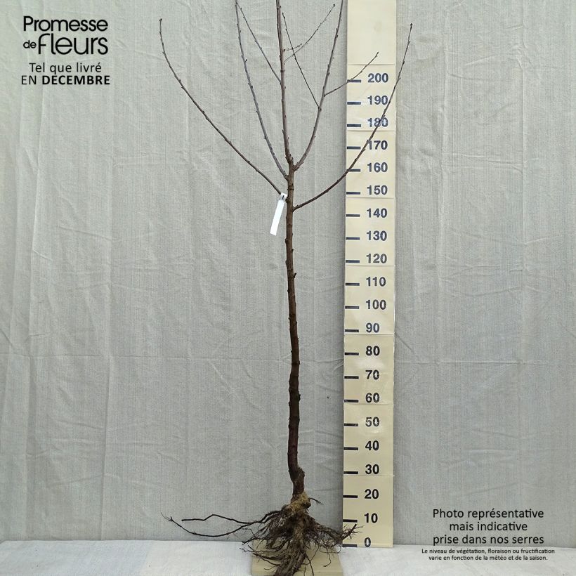 Example of Süßkirsche Noir - Prunus avium Wurzelnackt, Gobelet-Form as you get in hiver