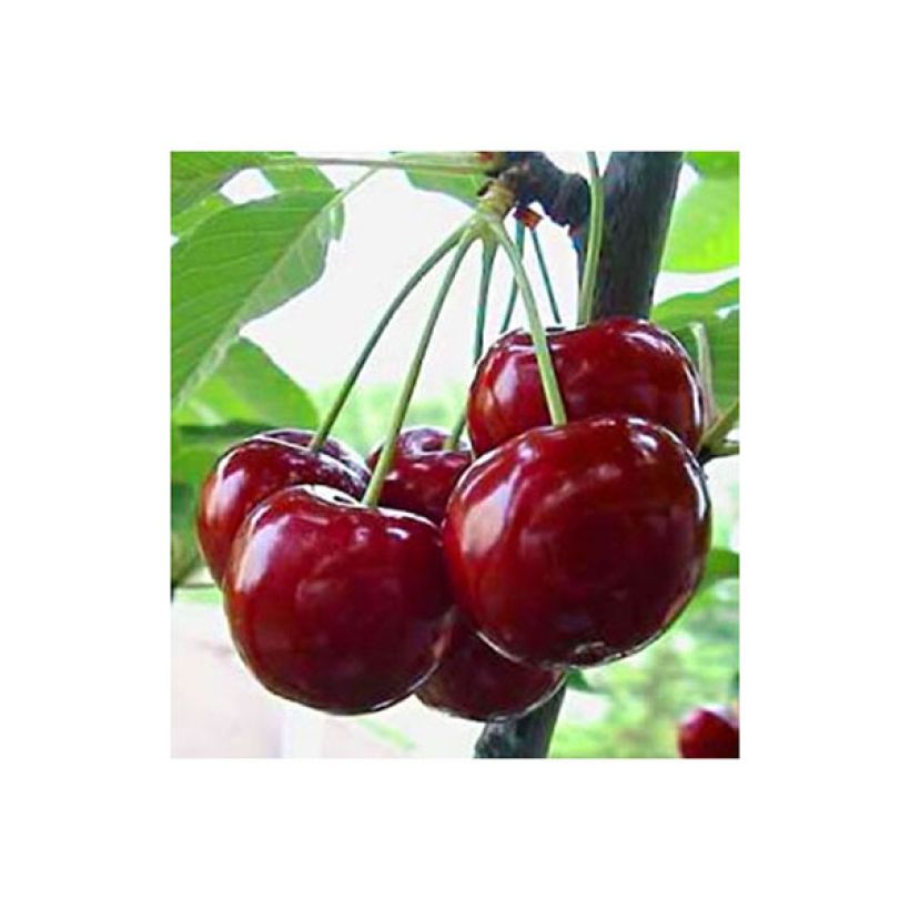 Süßkirsche Reverchon - Prunus avium (Harvest)