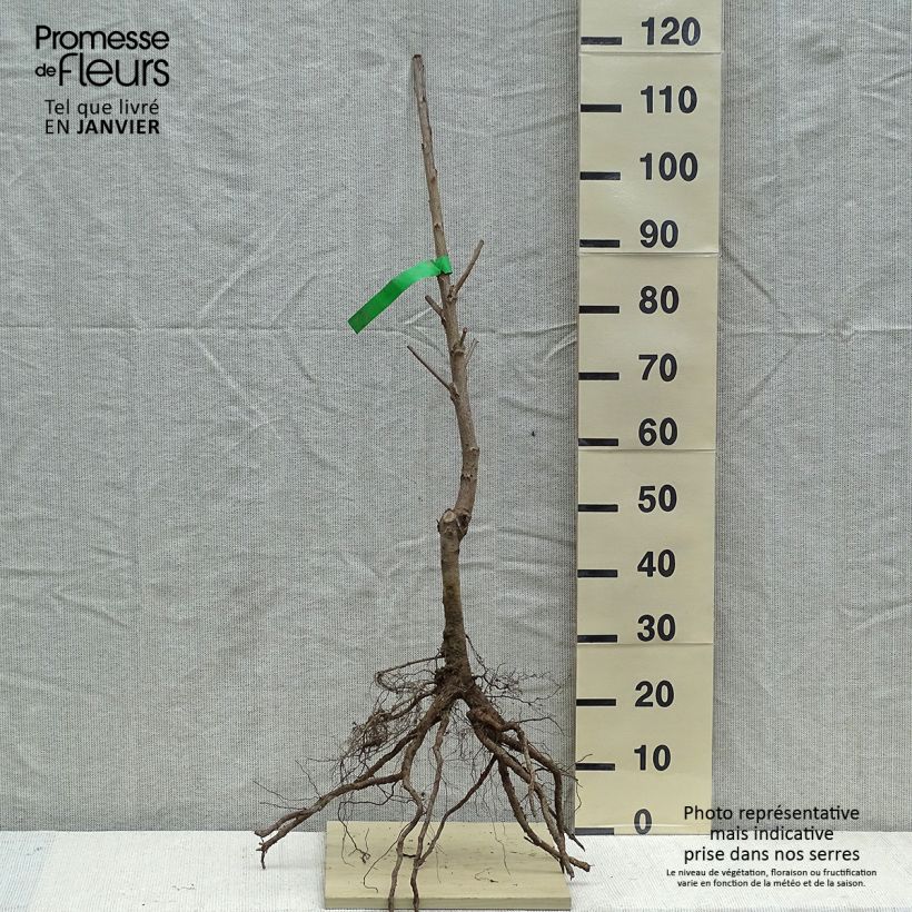 Example of Süßkirsche Reverchon Bio - Prunus avium Wurzelnackt, Heister as you get in hiver