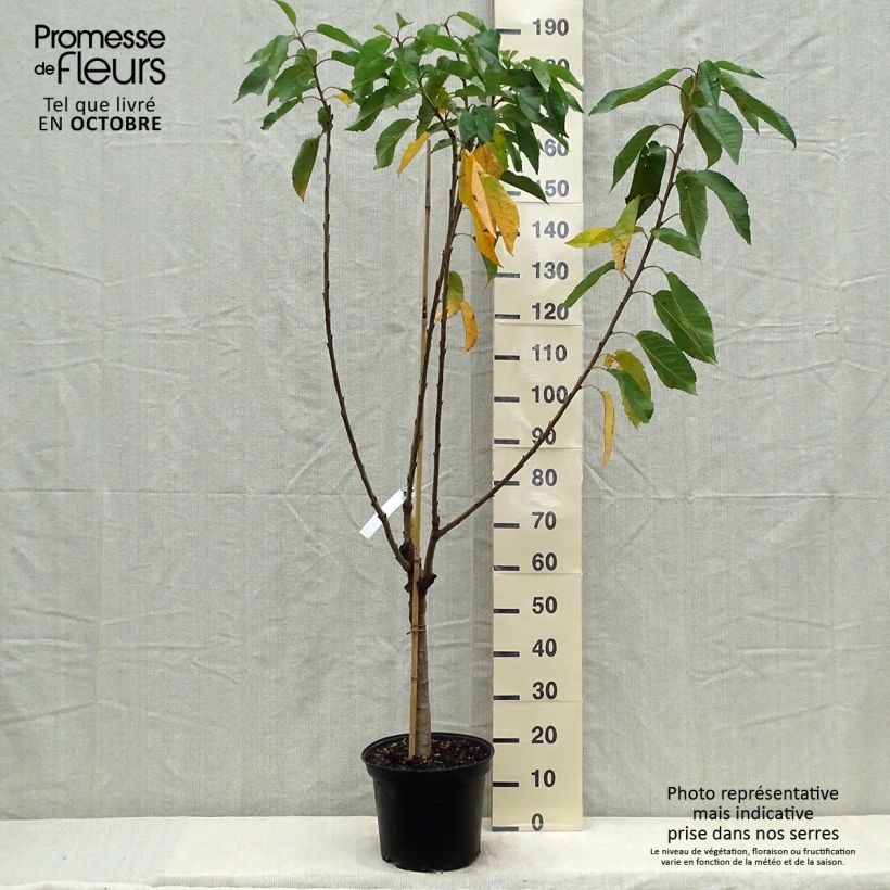 Example of Süßkirsche Reverchon - Prunus avium Topf mit 7,5L/10L, Gobelet-Form as you get in automne