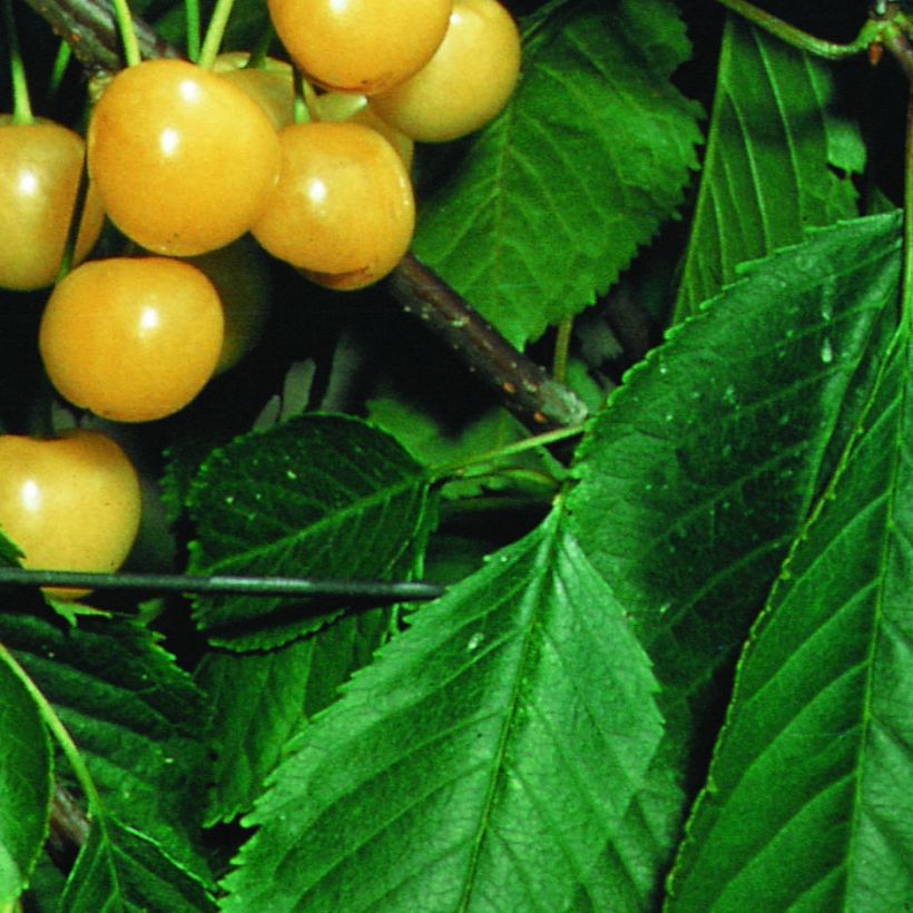 Süßkirsche Stark Gold - Prunus avium (Foliage)