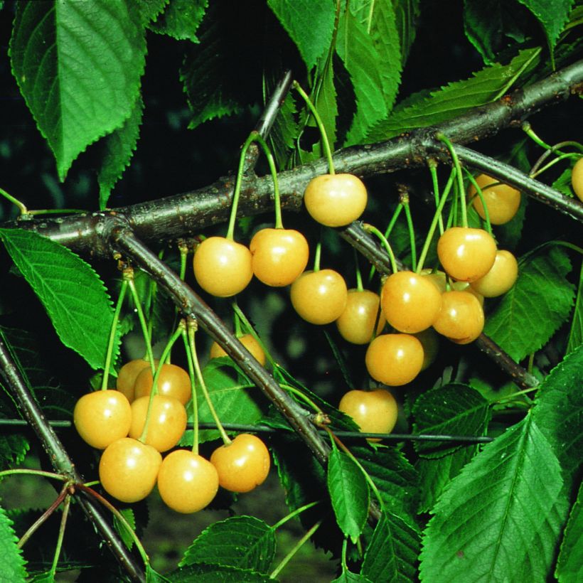 Süßkirsche Stark Gold - Prunus avium (Harvest)