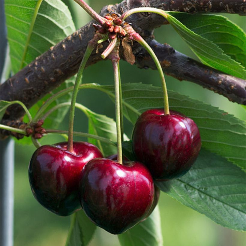 Süßkirsche Summit - Prunus avium (Harvest)