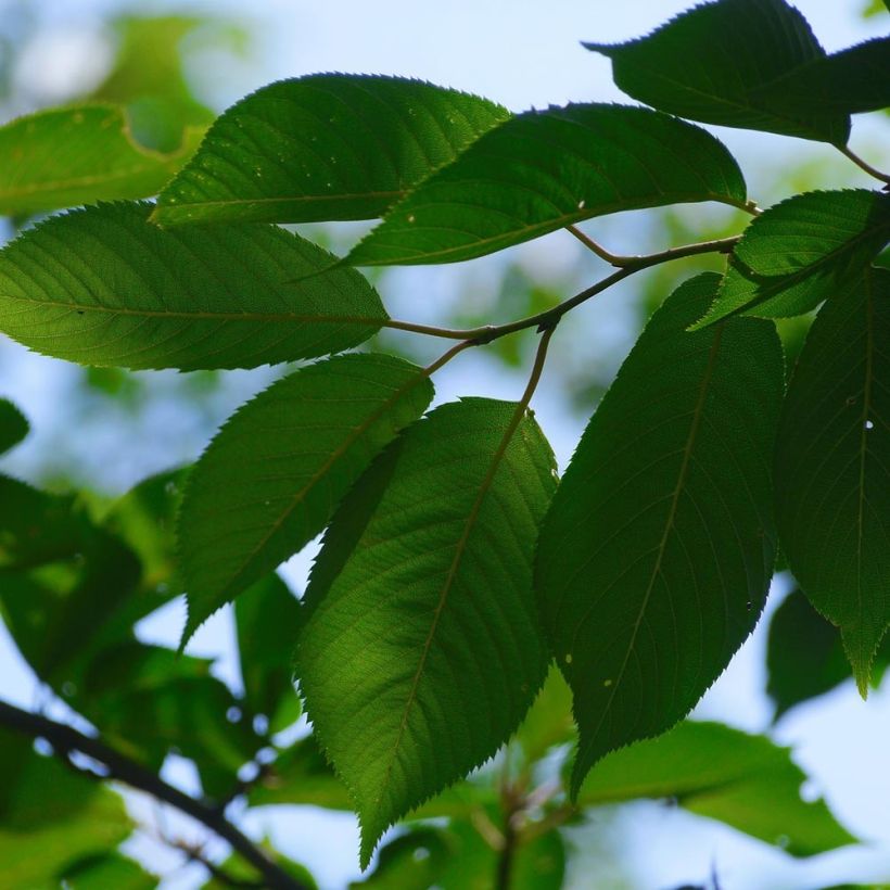 Süßkirsche Sunburst - Prunus avium (Foliage)
