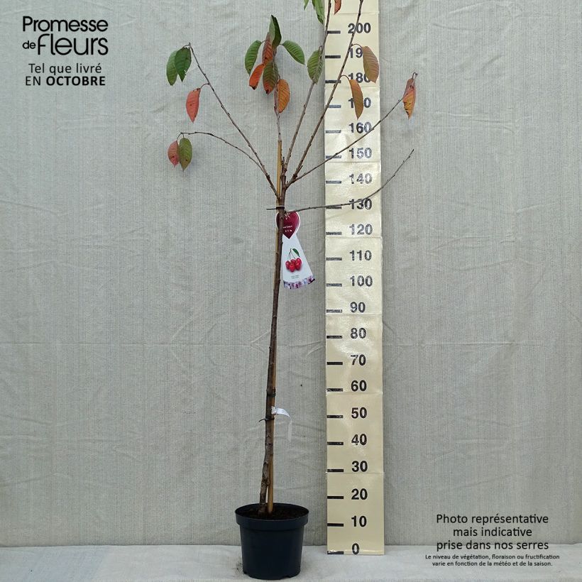 Example of Süßkirsche Sunburst - Prunus avium Topf mit 7,5L/10L, Halbstamm as you get in automne